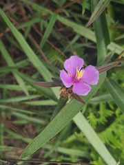 Osbeckia chinensis
