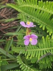 Osbeckia chinensis