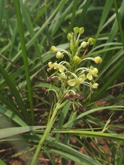 Habenaria linguella
