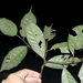 Lithocarpus ewyckii - Photo (c) loupok, some rights reserved (CC BY-NC-ND)
