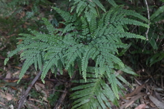 Adiantum formosum