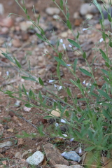 Evolvulus arizonicus