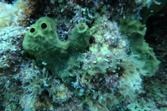 Smenospongia conulosa