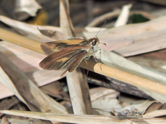 Synapte pecta