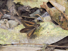 Synapte pecta