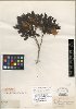 Engelhardia serrata (Engelhardia serrata)