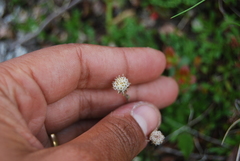 Antennaria monocephala