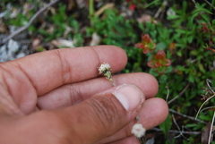 Antennaria monocephala