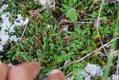 Antennaria monocephala