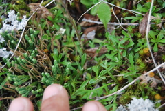 Antennaria monocephala