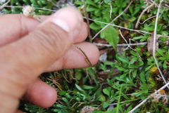 Antennaria monocephala