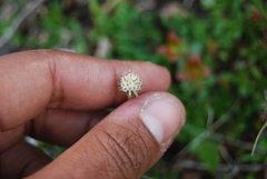Antennaria monocephala