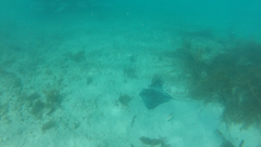 Notolabrus celidotus