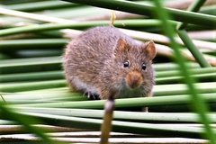 Sigmodon ochrognathus