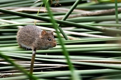 Sigmodon ochrognathus