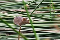 Sigmodon ochrognathus