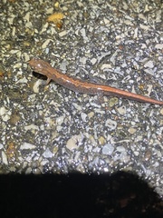 Plethodon dorsalis