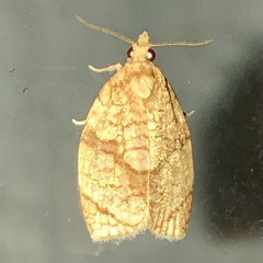 Adoxophyes negundana