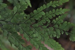 Adiantum formosum