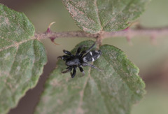 Aphantaulax cincta