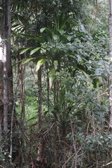 Cordyline petiolaris