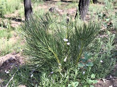 Macrozamia heteromera