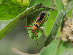 Castolus plagiaticollis