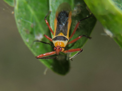 Castolus plagiaticollis