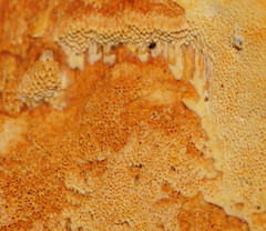 Gloeoporellus merulinus