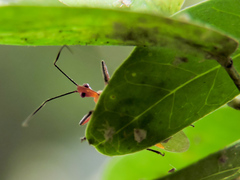 Castolus plagiaticollis