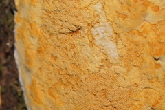 Gloeoporellus merulinus