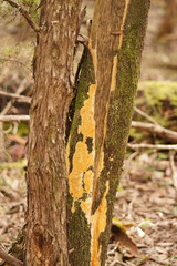 Gloeoporellus merulinus