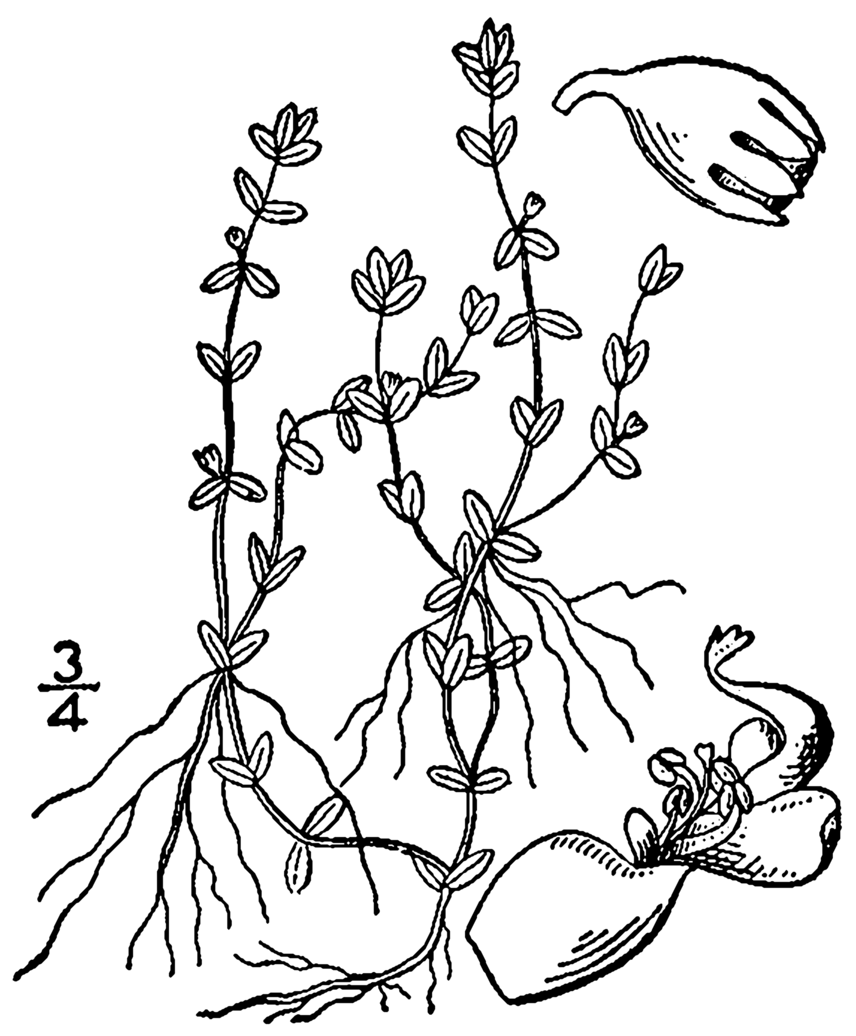 Micranthemum micranthemoides