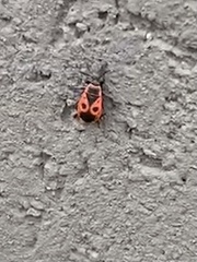 Pyrrhocoris apterus