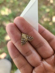 Glyphodes multilinealis