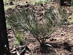 Macrozamia heteromera