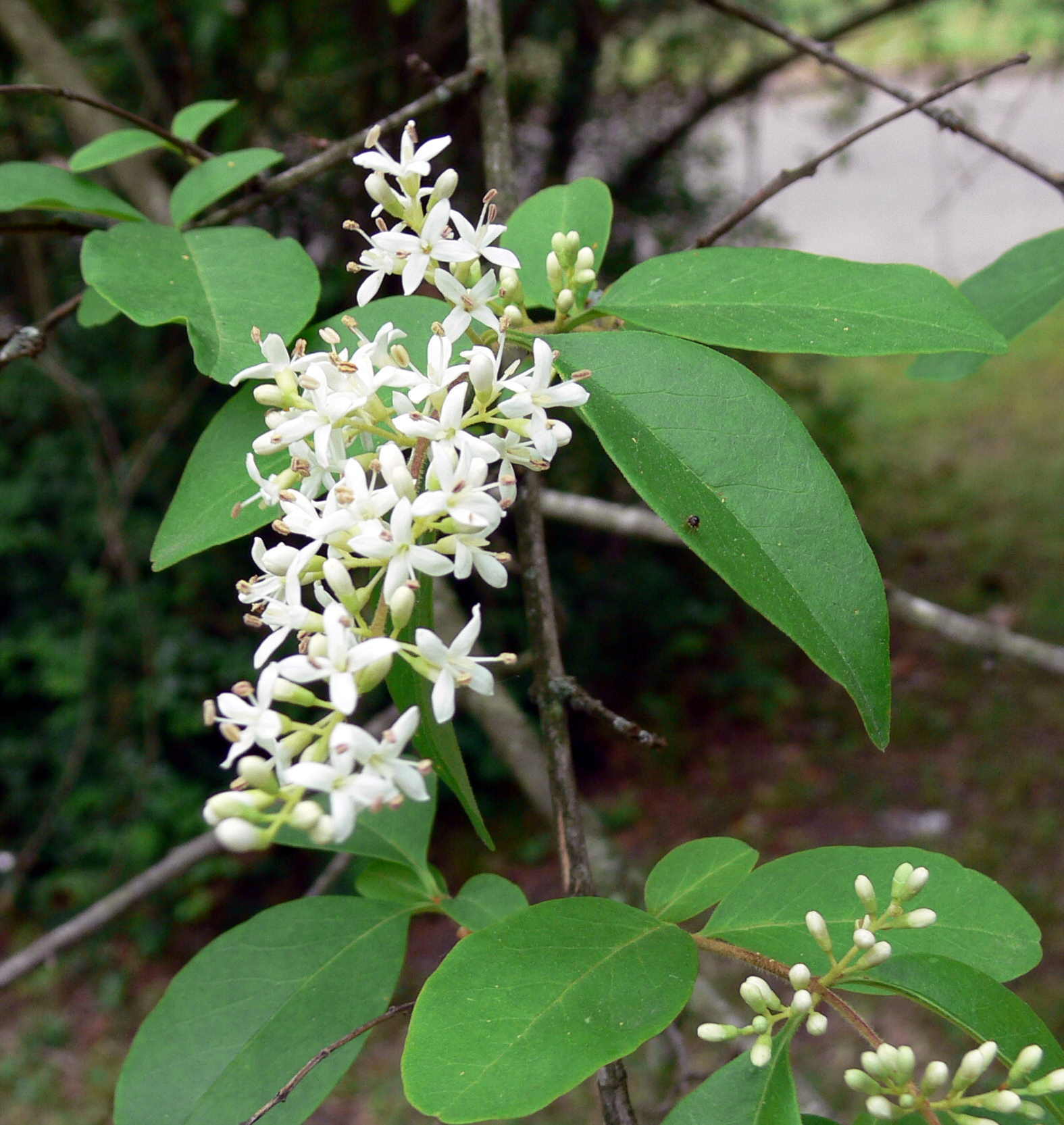Osmanthus