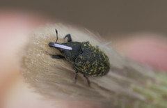 Larinus turbinatus