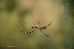 Trichonephila clavata