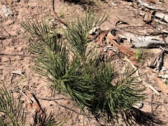 Macrozamia heteromera