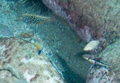 Halichoeres nebulosus