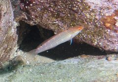 Suezichthys arquatus