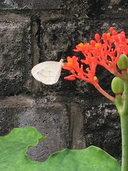 Leptosia nina niobe