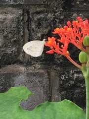 Leptosia nina niobe