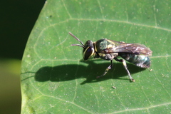 Palaeorhiza disrupta