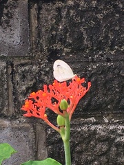 Leptosia nina niobe