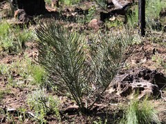 Macrozamia heteromera