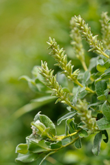 Salix pyrenaica