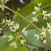 Native Olive - Photo (c) Vinayaraj, some rights reserved (CC BY-SA)