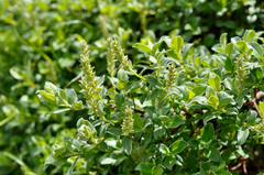 Salix pyrenaica